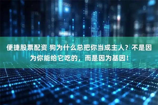 便捷股票配资 狗为什么总把你当成主人？不是因为你能给它吃的，而是因为基因！