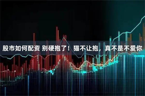 股市如何配资 别硬抱了！猫不让抱，真不是不爱你